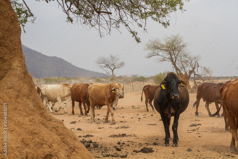 Landwirtschaft im südlichen Afrika: Kühe vor einem Termitenhügel auf einer Rinderfarm in Namibia, Afrika Landwirtschaft im südlichen Afrika: Kühe vor einem Termitenhügel auf einer Rinderfarm in Namibia, Afrika
