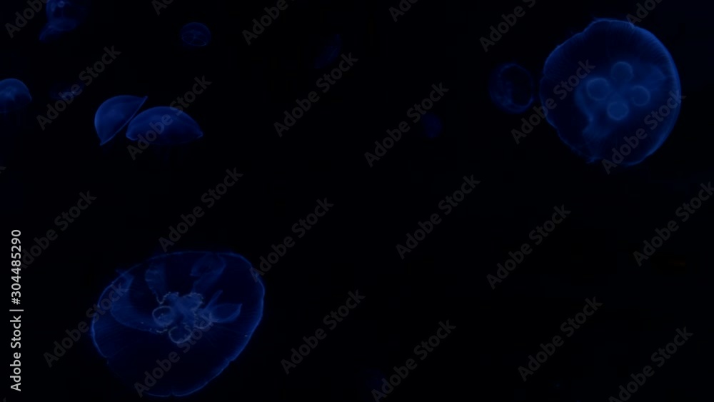 Jellyfish in the deep blue ocean with bright illuminance Jellyfish in the deep blue ocean with bright illuminance