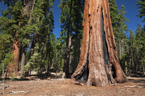 Burnt Sequoia in Mariposa Grove photo