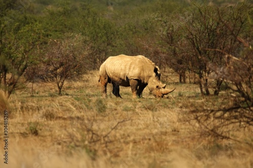 A white rhinoceros  rhino   Ceratotherium simum   staying in grassland.