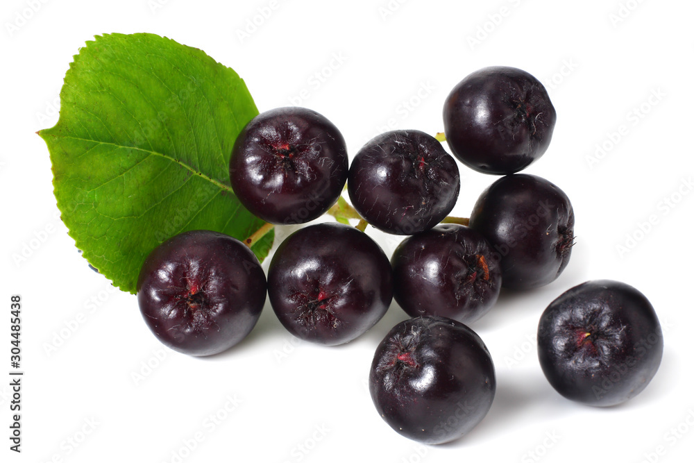 Chokeberry with green leaves isolated on white background. Black aronia Chokeberry with green leaves isolated on white background. Black aronia