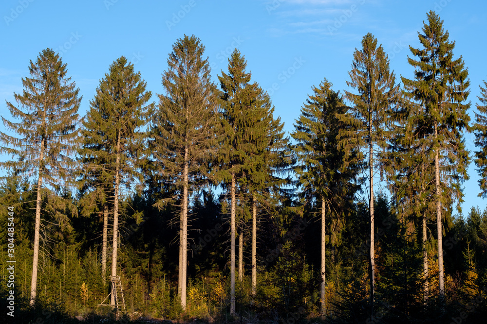 Fototapeta premium Indian sommer with colorful trees in the forest in autumn.