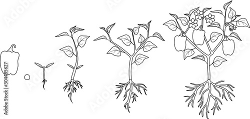 Coloring page. Life cycle of pepper plant. Growth stages from seed to flowering and fruiting plant with ripe peppers isolated on white background