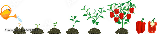 Life cycle of pepper plant. Growth stages from seed to flowering and fruiting plant with ripe red peppers isolated on white background