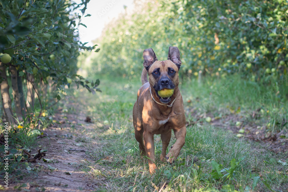 A brown American Staffordshire running with an apple in its mouth in a field of grass and fruit trees.