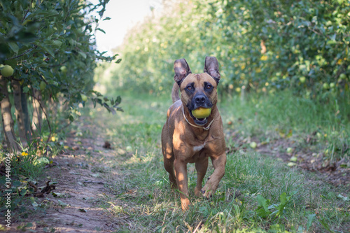 A brown American Staffordshire running with an apple in its mouth in a field of grass and fruit trees.