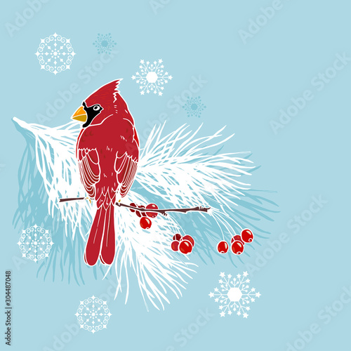 Christmas illustration with cardinals birds on a pine branch, vector