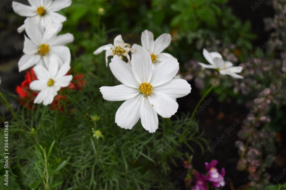 Beautiful White Cosmos bipinnatus in Canada Beautiful White Cosmos bipinnatus in Canada