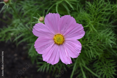 Beautiful Pink Cosmos bipinnatus in Canada