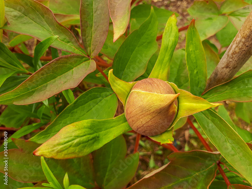 A Peony Bud Surrounded by Leaves in Spring