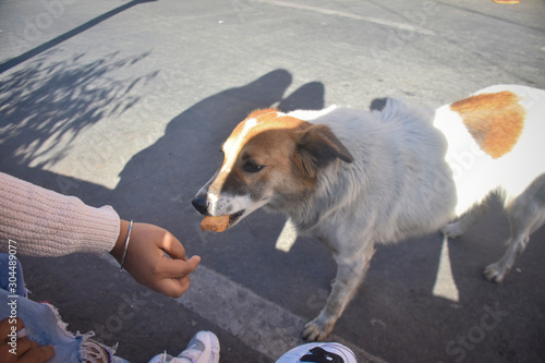 girl giving the food for the street dog in nainital india, Nainital Tourism	
