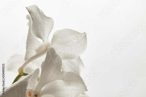 close up view of lily flower isolated on white