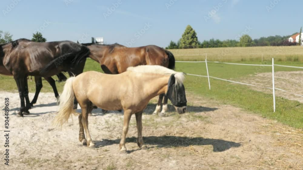 horse farm on a hot day, horses wearing anti-flow mask, fly protector horse farm on a hot day, horses wearing anti-flow mask, fly protector