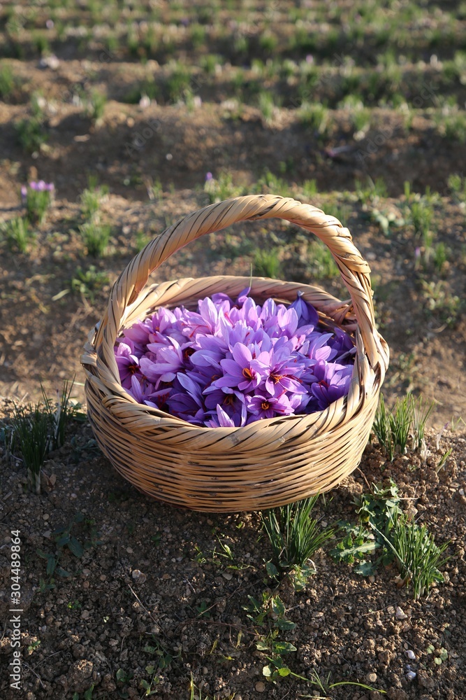 Fototapeta premium Harvest Flowers of saffron after collection. Crocus sativus, commonly known as the 