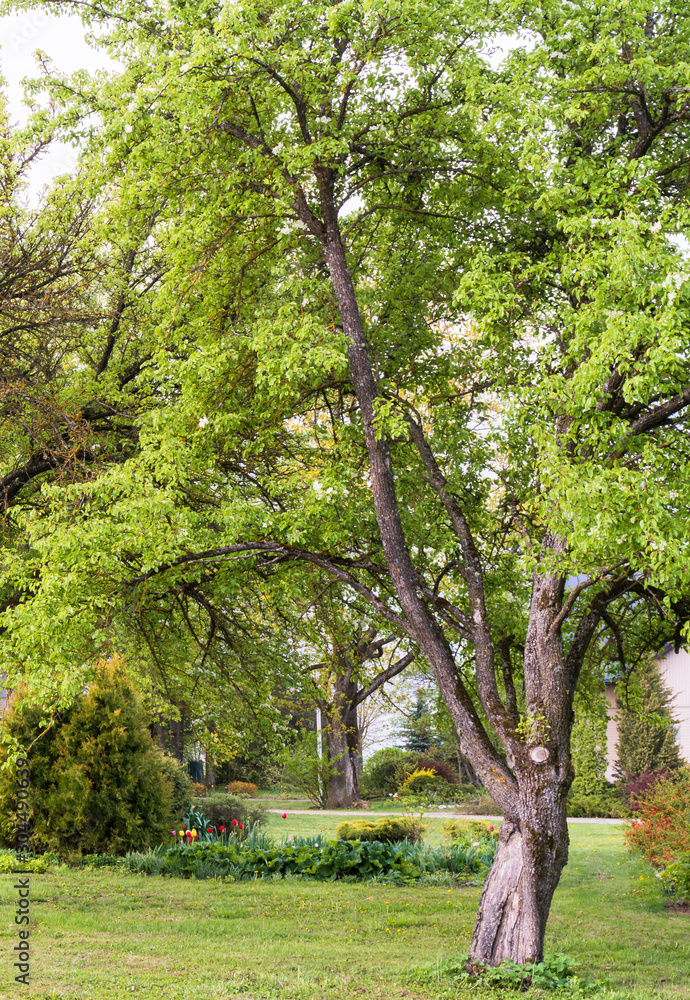 a large pear tree in the foreground, a lawn around, but a flowerbed and yard in the back