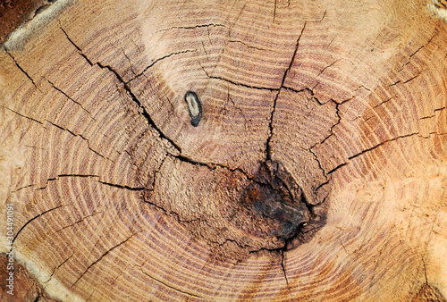 Querschnitt eines Baumstamm, Textur mit Jahresringen eines Baumstamm