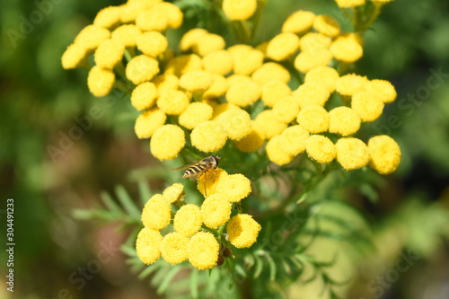 Bee feeding from a Tansy (Tanacetum vulgare) or Golden Buttons