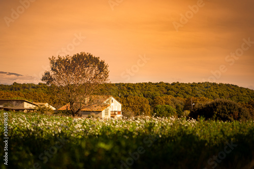 idyllic meadows of catalan countryside in spain with house trees and hills at sunset with flowers in springtime photo