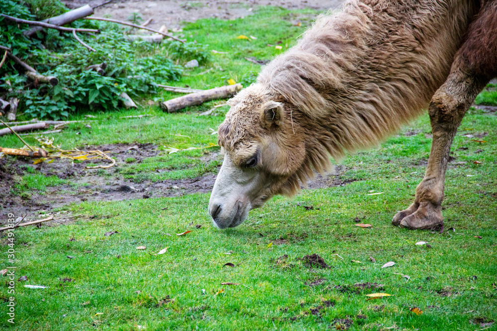 Head view of a feeding camouflage animal, also known as Two-Tailed or Bactrian Camel, Camelus ferus Head view of a feeding camouflage animal, also known as Two-Tailed or Bactrian Camel, Camelus ferus