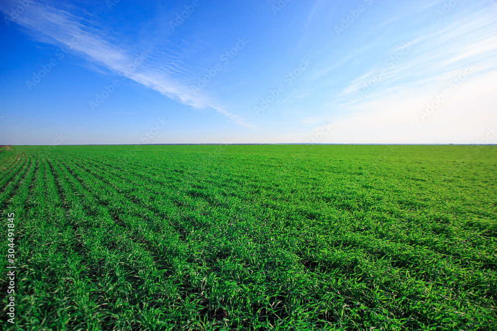 Sprouted wheat on a field before winter or early spring Sprouted wheat on a field before winter or early spring