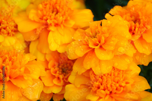 flowerbed marigold © Alexandra