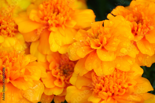 flowerbed marigold 