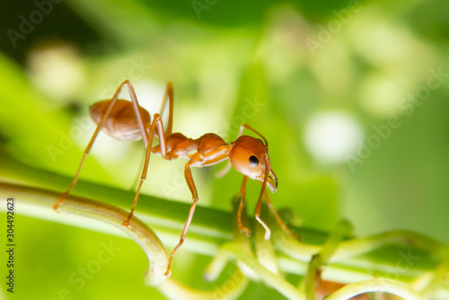 Red ants are looking for food on green branches. Work ants are walking on the branches to protect the nest  in the forest. © witsawat