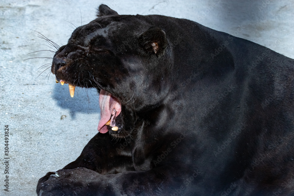 Obraz premium yawning Panther in the zoo. profile.close up.
