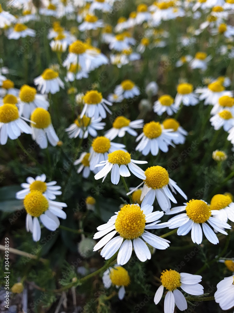 Fototapeta premium field of daisies