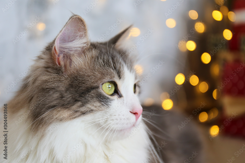 Beautiful grey and white longhair cat over the christmas tree with blurry festive decor. Portrait of beloved pet at home and pine tree with bokeh effect lights. Close up, copy space.