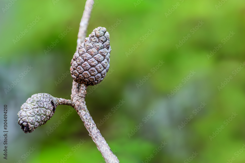 Pine cone of Pinus merkusii on branch with green background. Pine cone of Pinus merkusii on branch with green background.