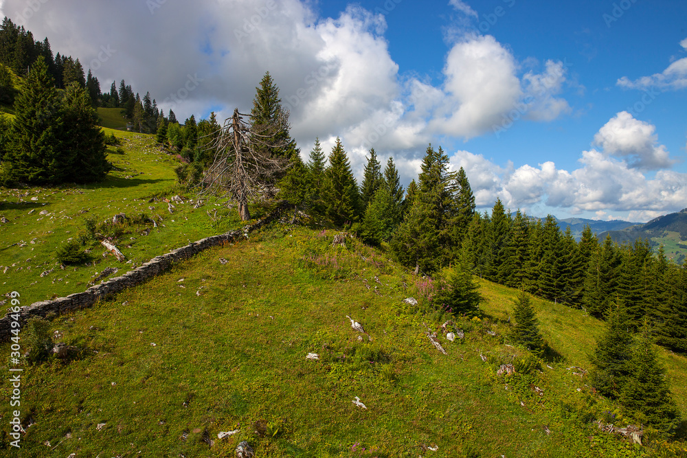 Obraz premium Bergweide_7414