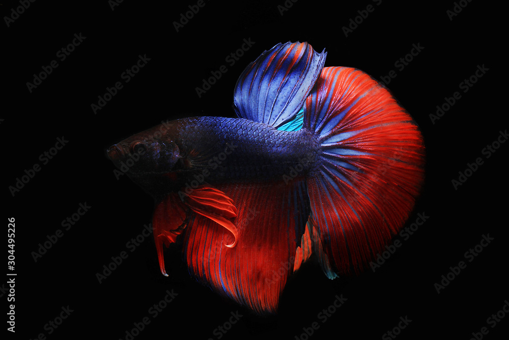 Betta fish with black background Betta fish with black background
