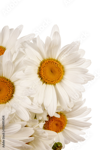 Chamomile flowers isolated over white background