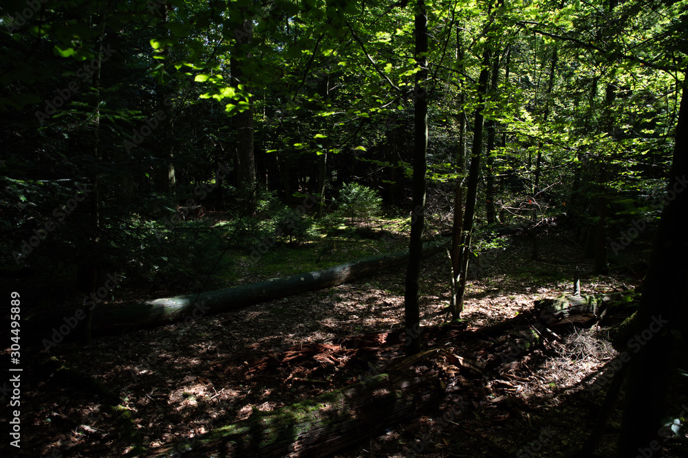 Naklejka premium morning in the forest