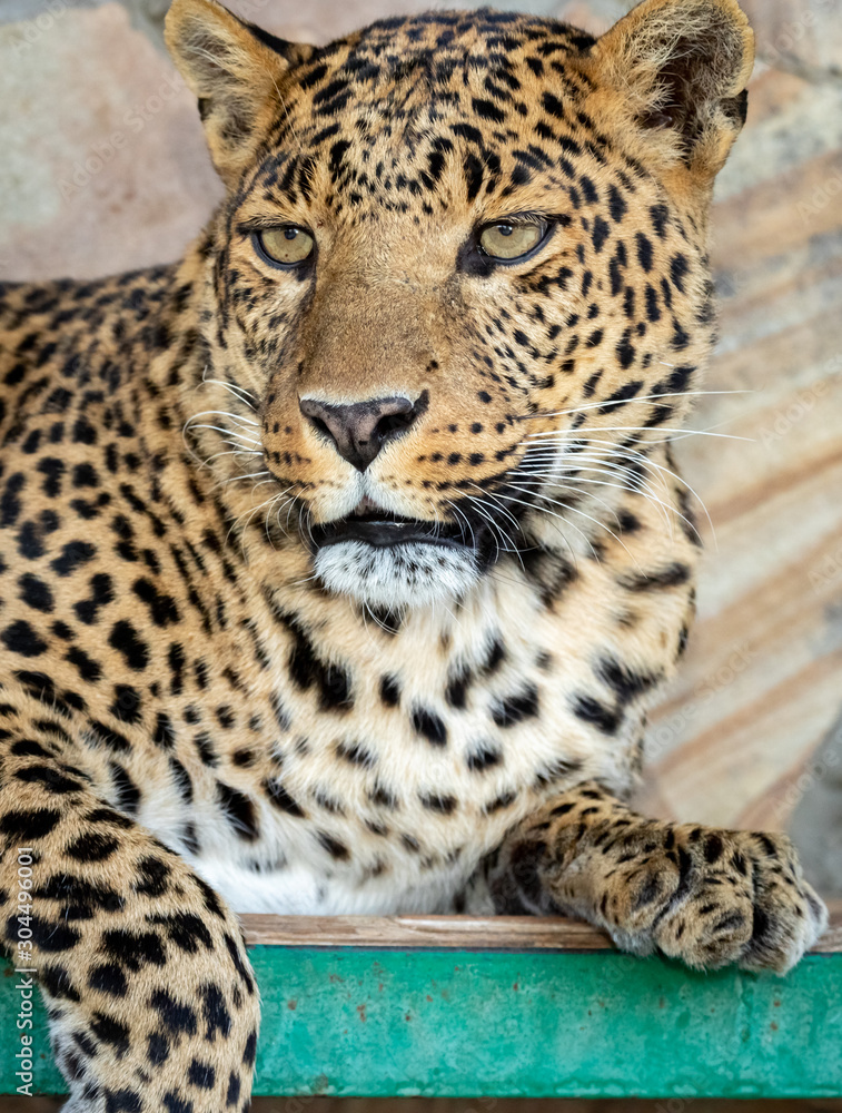 Naklejka premium graceful leopard lies in a cage in the zoo. close up.