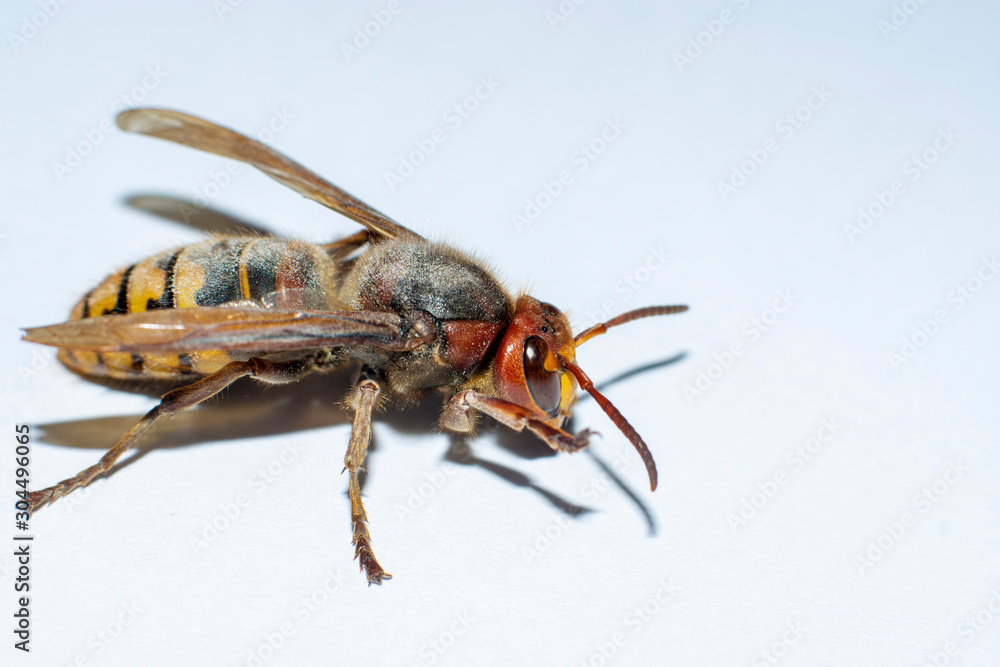 Fototapeta premium hornet