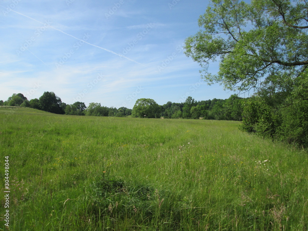 Fototapeta premium Beautiful flowering meadows