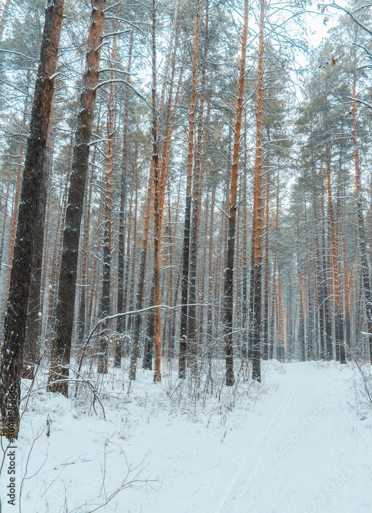Beautiful winter in pine forest. Winter lanscape with heavy snowfall.