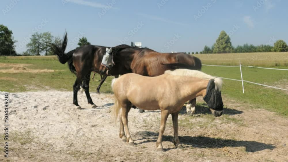 horse farm on a hot day, horses wearing anti-flow mask, fly protector horse farm on a hot day, horses wearing anti-flow mask, fly protector