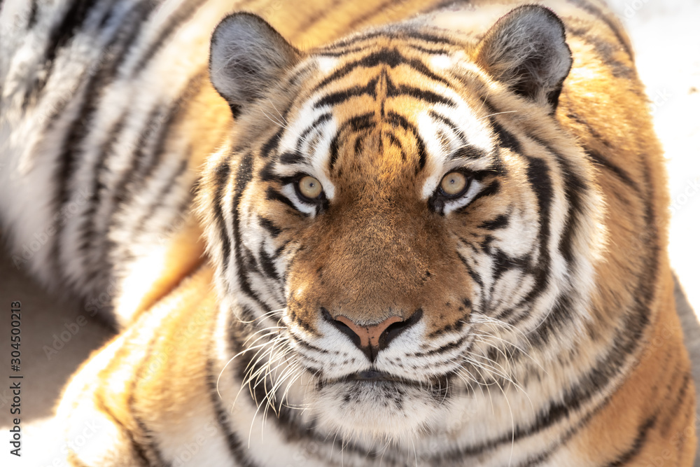 Fototapeta premium portrait of a tiger lying on the ground.close up.