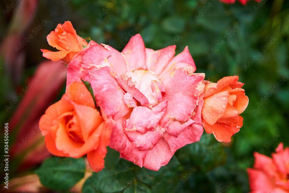 rosas naranjadas en jardin