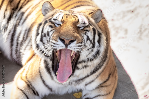 Fototapeta Naklejka Na Ścianę i Meble -  portrait of a yawning tiger. close up.