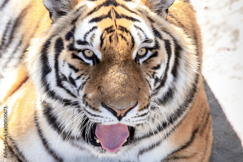  Portrait of a tiger with his tongue hanging out