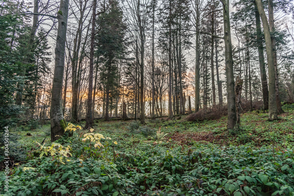Bieszczady Mountains in the autumn mood. Korbania top. Bieszczady Mountains in the autumn mood. Korbania top.