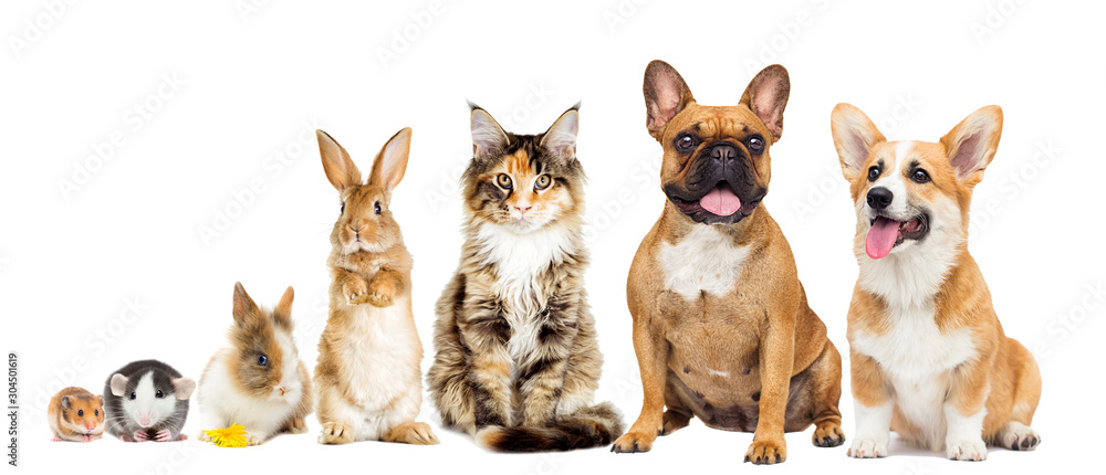 rat and hamster and rabbit and cat and dog