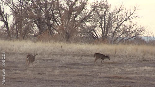 Rutting Whitetail Buck in Colorado in Autumn
