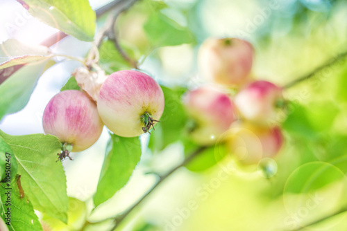 Pink apples on a branch