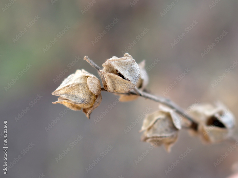 branch of willow close up autumn field warm background branch of willow close up autumn field warm background