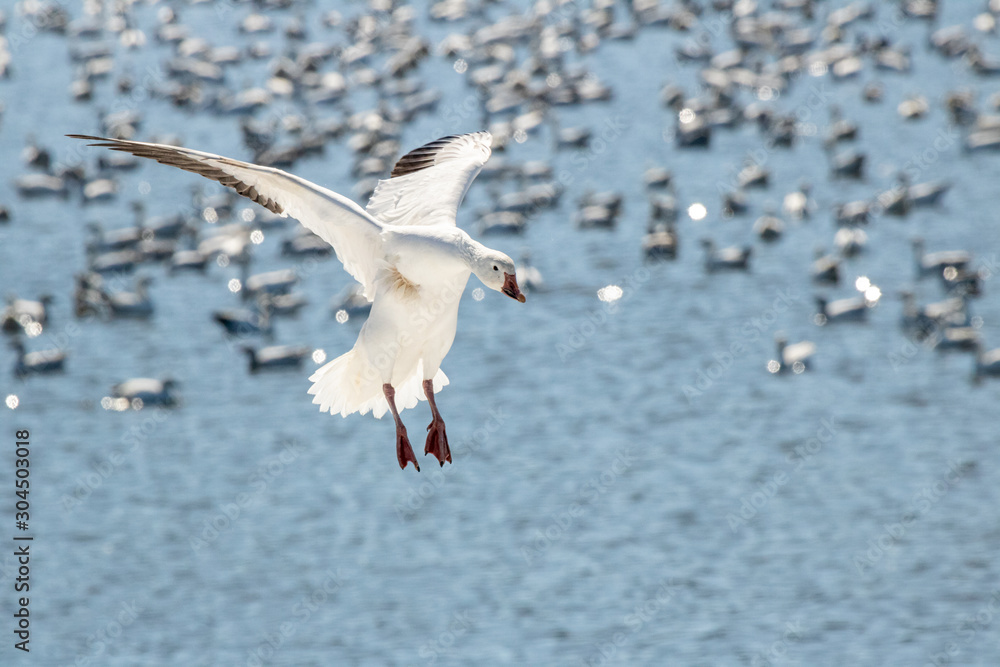 Snow Geese approach and land on the shore of a small lake